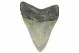 Serrated, Fossil Megalodon Tooth - North Carolina #273926-1